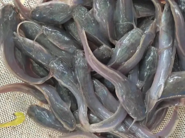 catfish