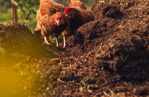 compost