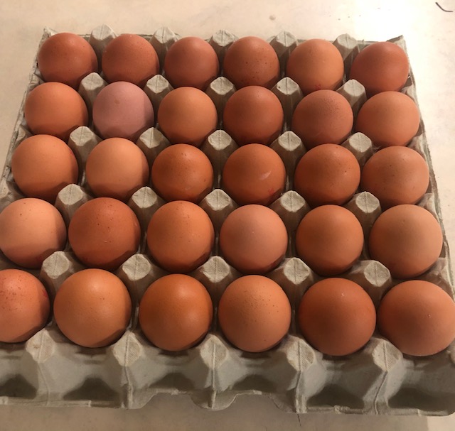 Eggs