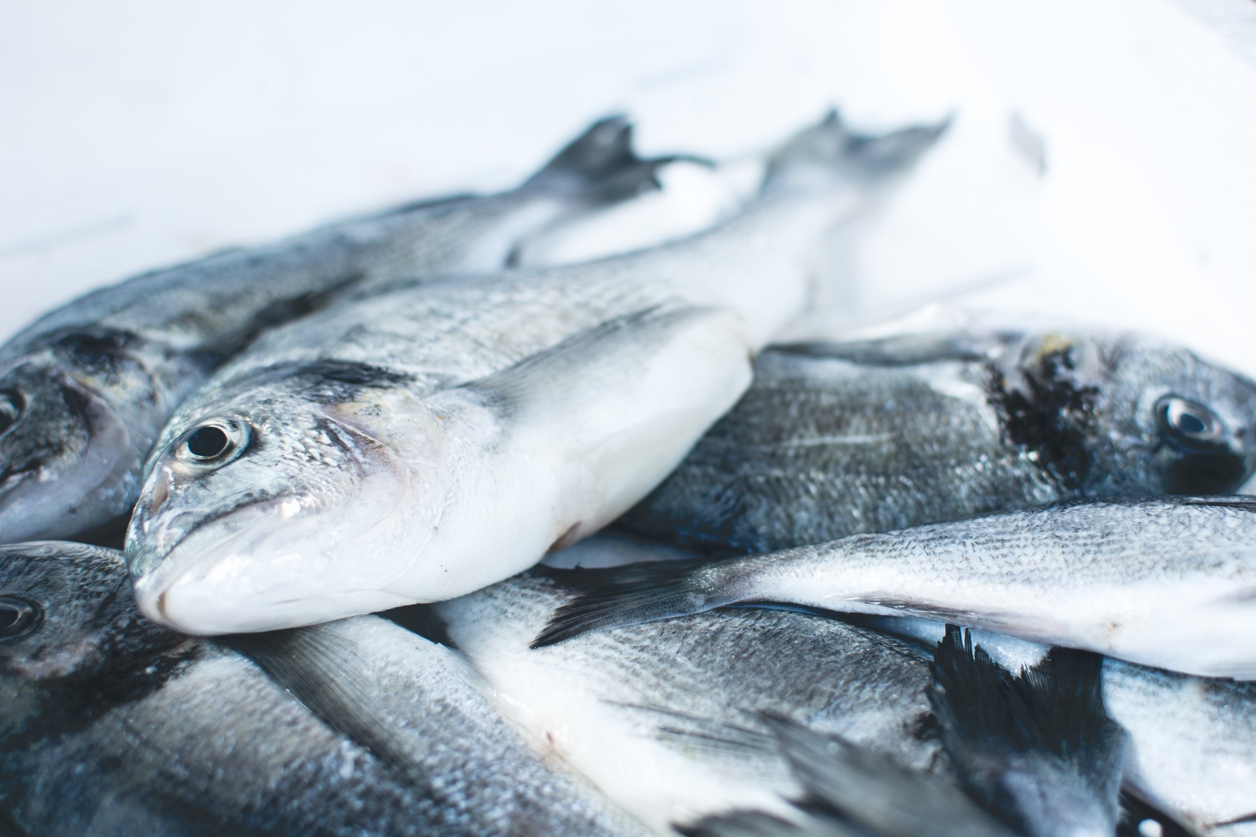 frozen fish