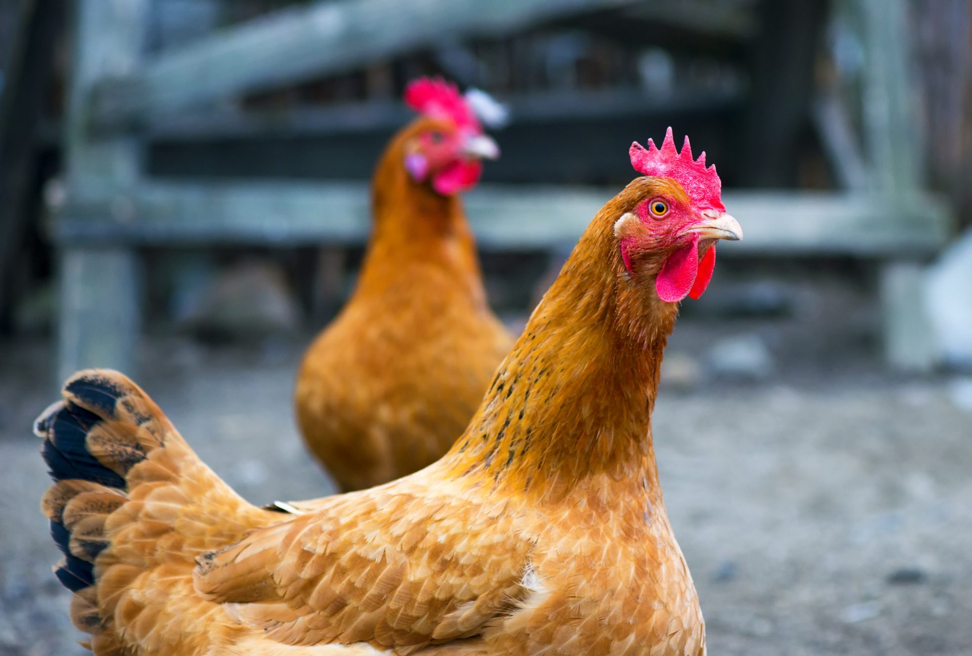 Chicken