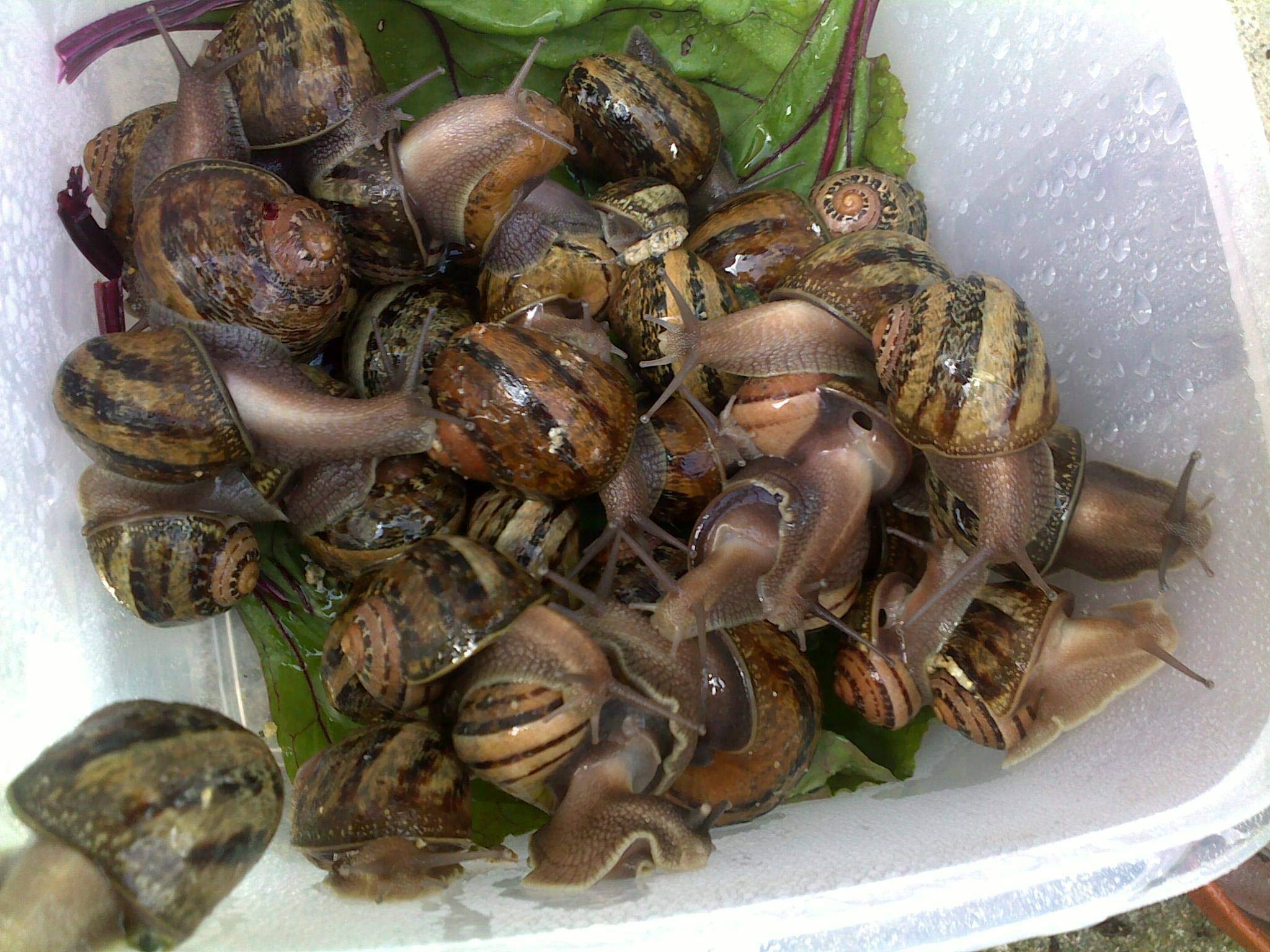 Snails