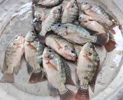 Tilapia