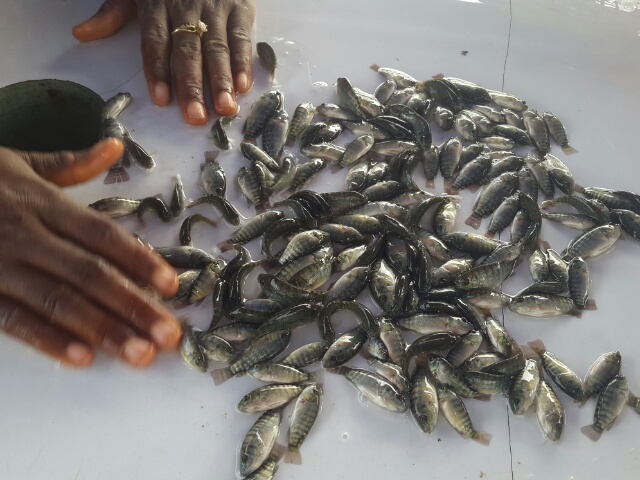 tilapia